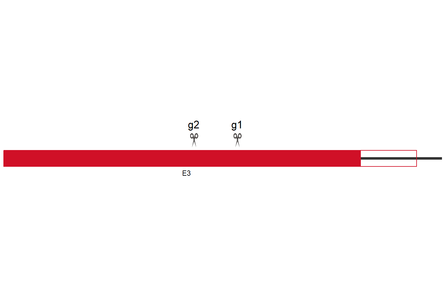 TPST2 Knockout cell line (Hep G2) Target region