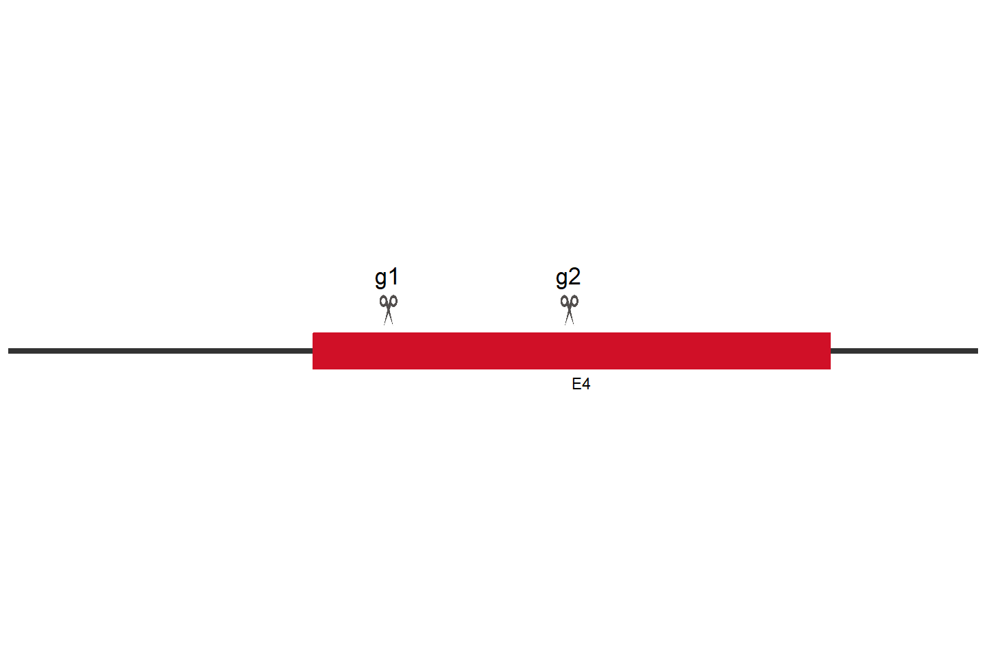 TEDC2 Knockout cell line (Hep G2) Target region