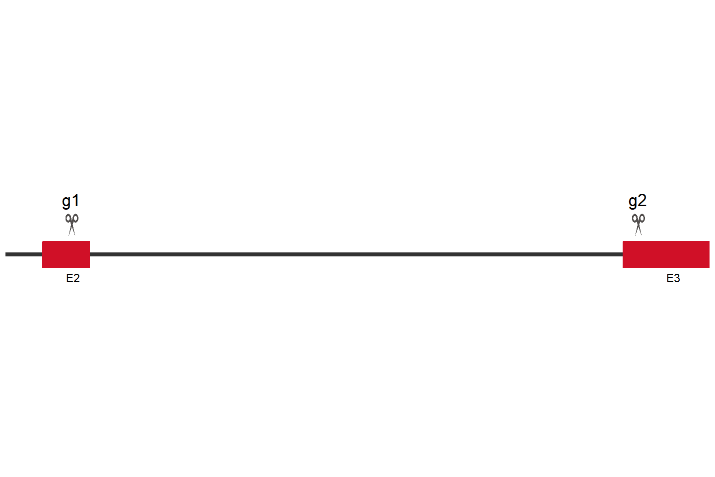 DTX3L Knockout cell line (HUVEC) Target region