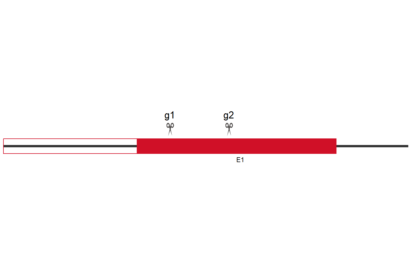 Trib1 Knockout cell line (C2C12) Target region