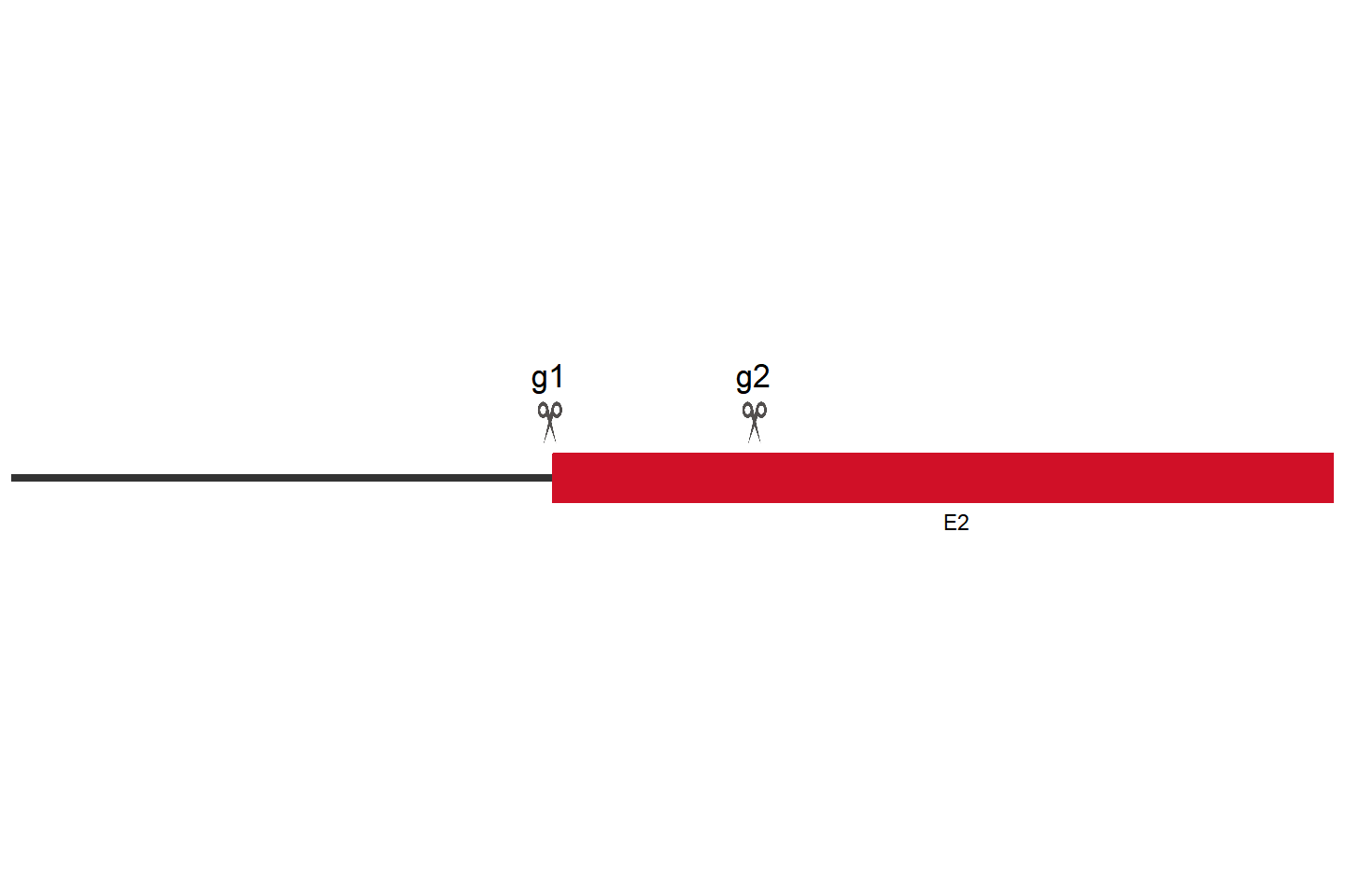 Zc3h3 Knockout cell line (CT26.WT) Target region