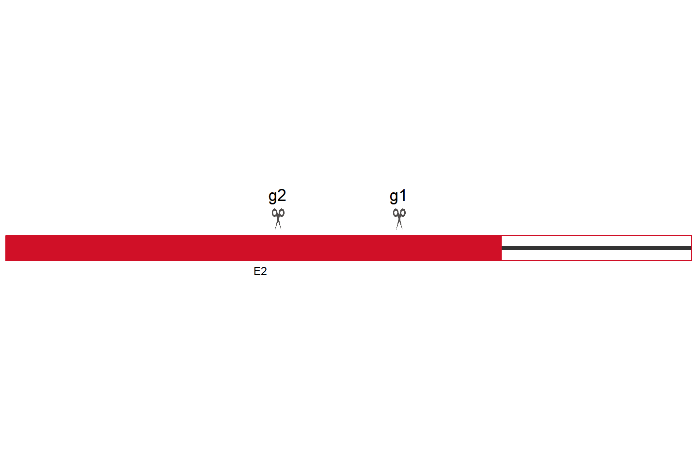 Dgcr8 Knockout cell line  (HT22) Target region