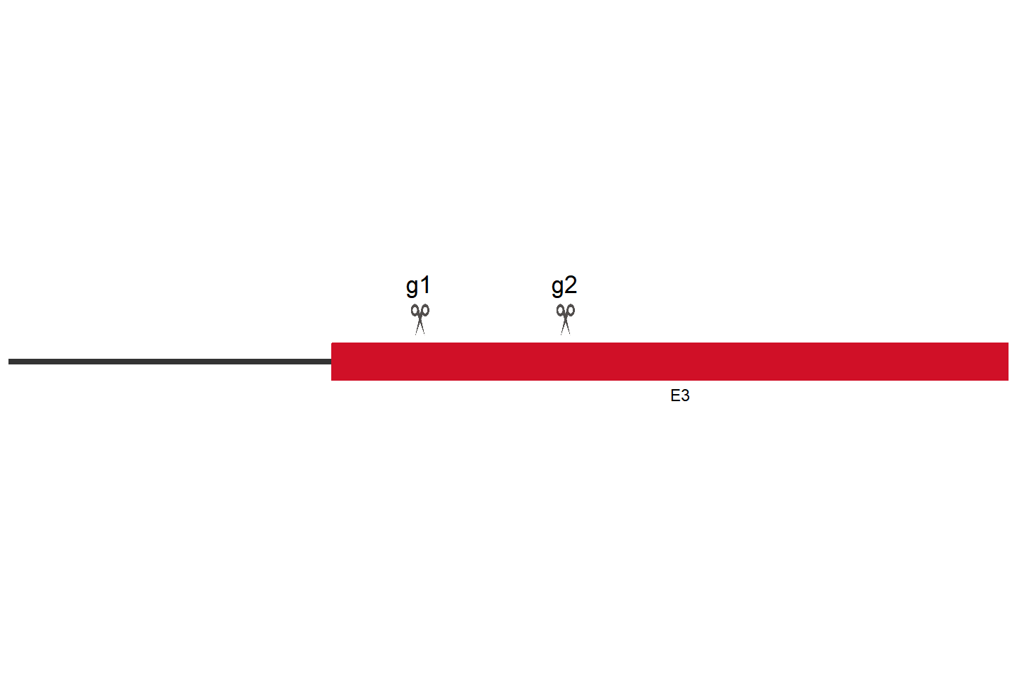 Epha2 Knockout cell line (EO771) Target region