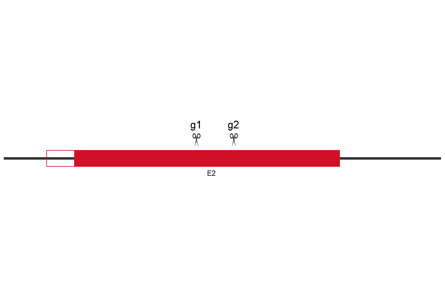 Syk Knockout cell line （BV2） Target region