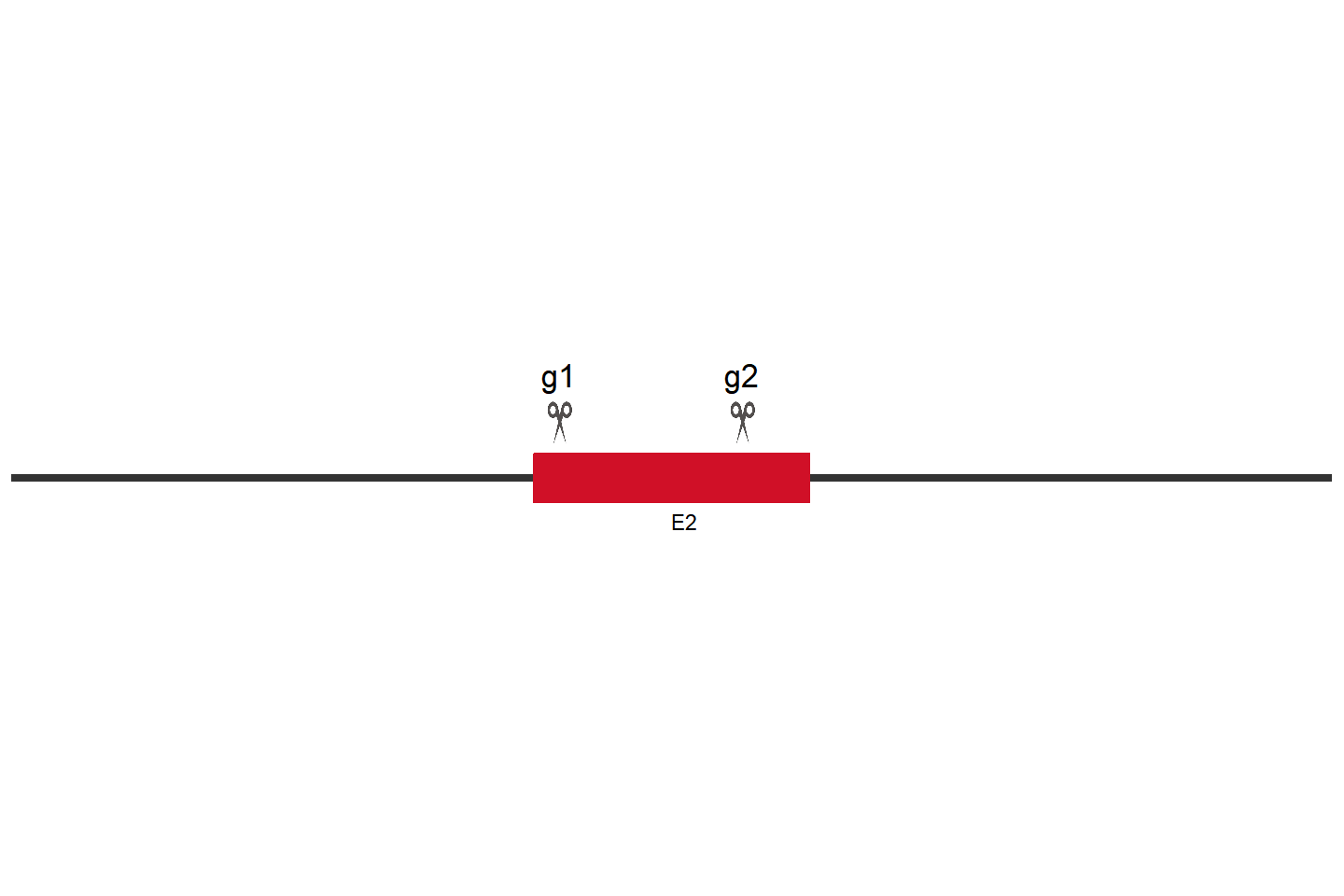 Egfr Knockout cell line (B16-F10) Target region