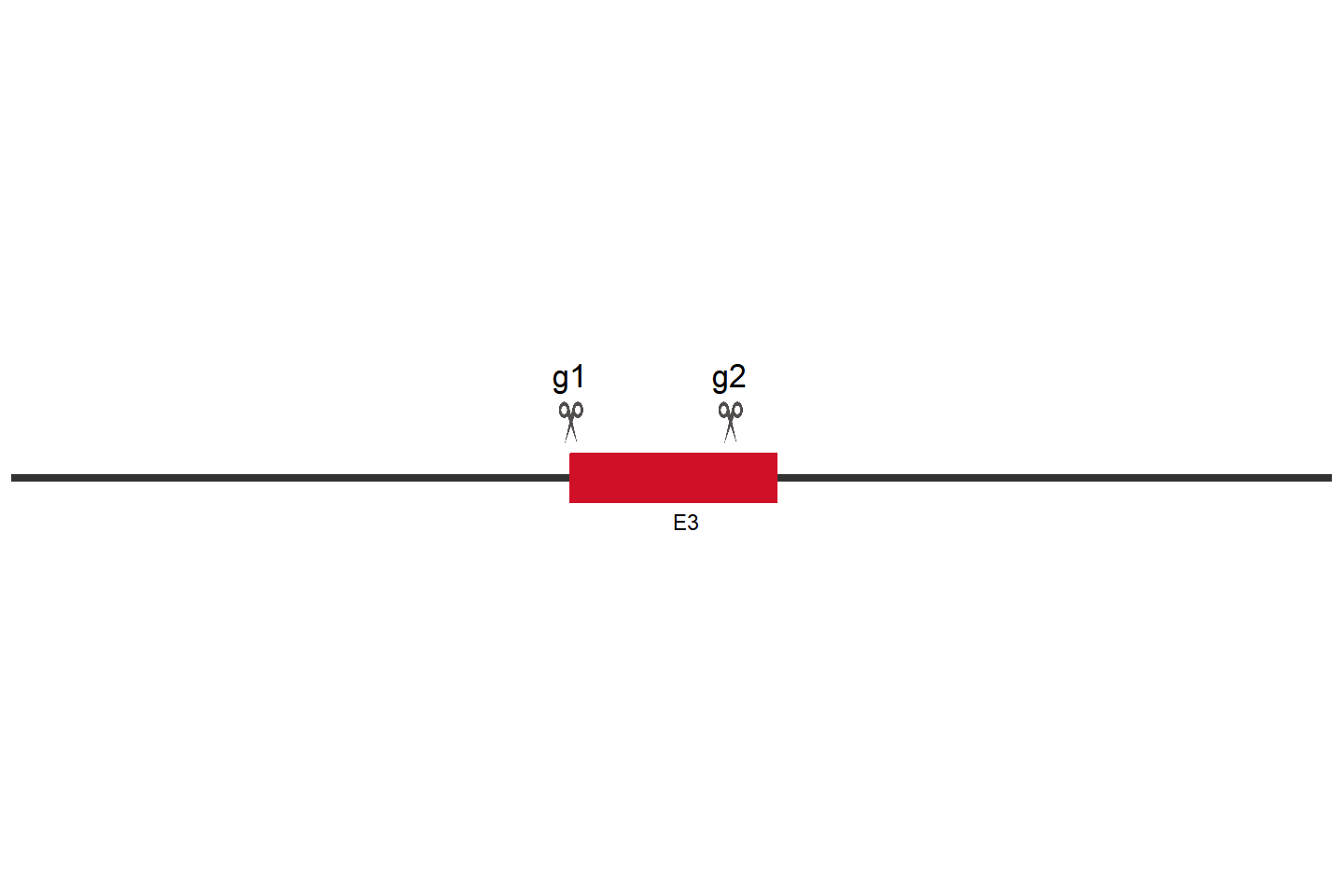 Hsd11b1 Knockout cell line (RAW 264.7) Target region