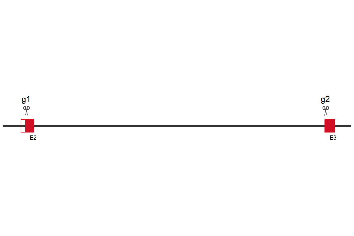 Atg5 Knockout cell line (4T1) Target region