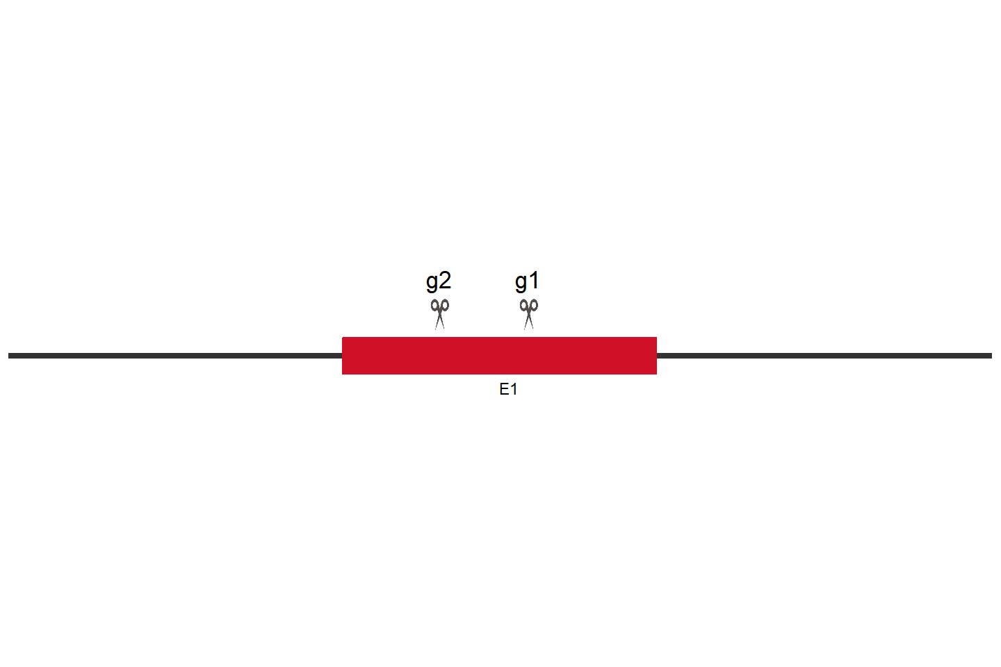 Ncam1 Knockout cell line (MC38） Target region