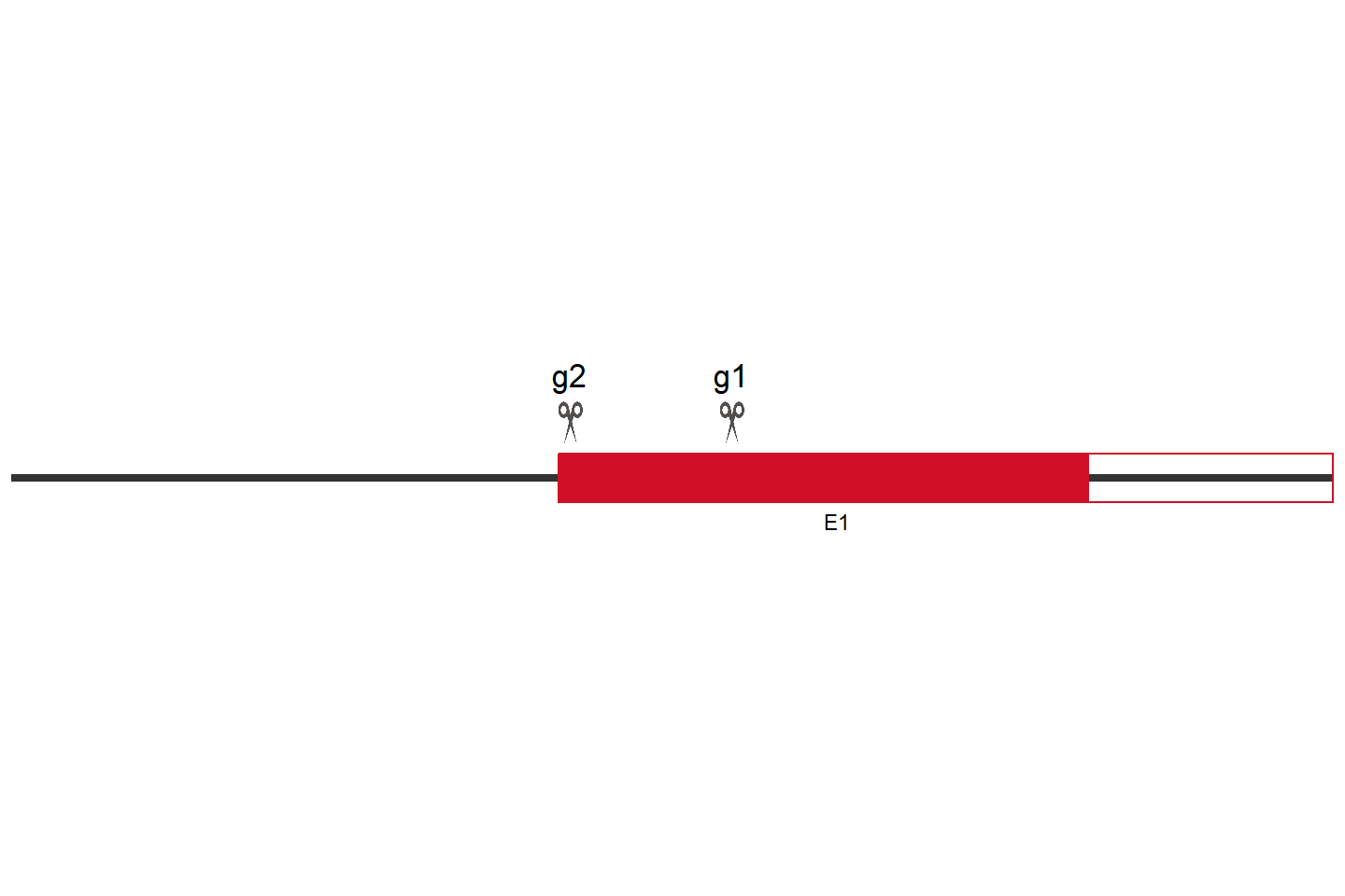 Tmem65 Knockout cell line (NIH/3T3） Target region