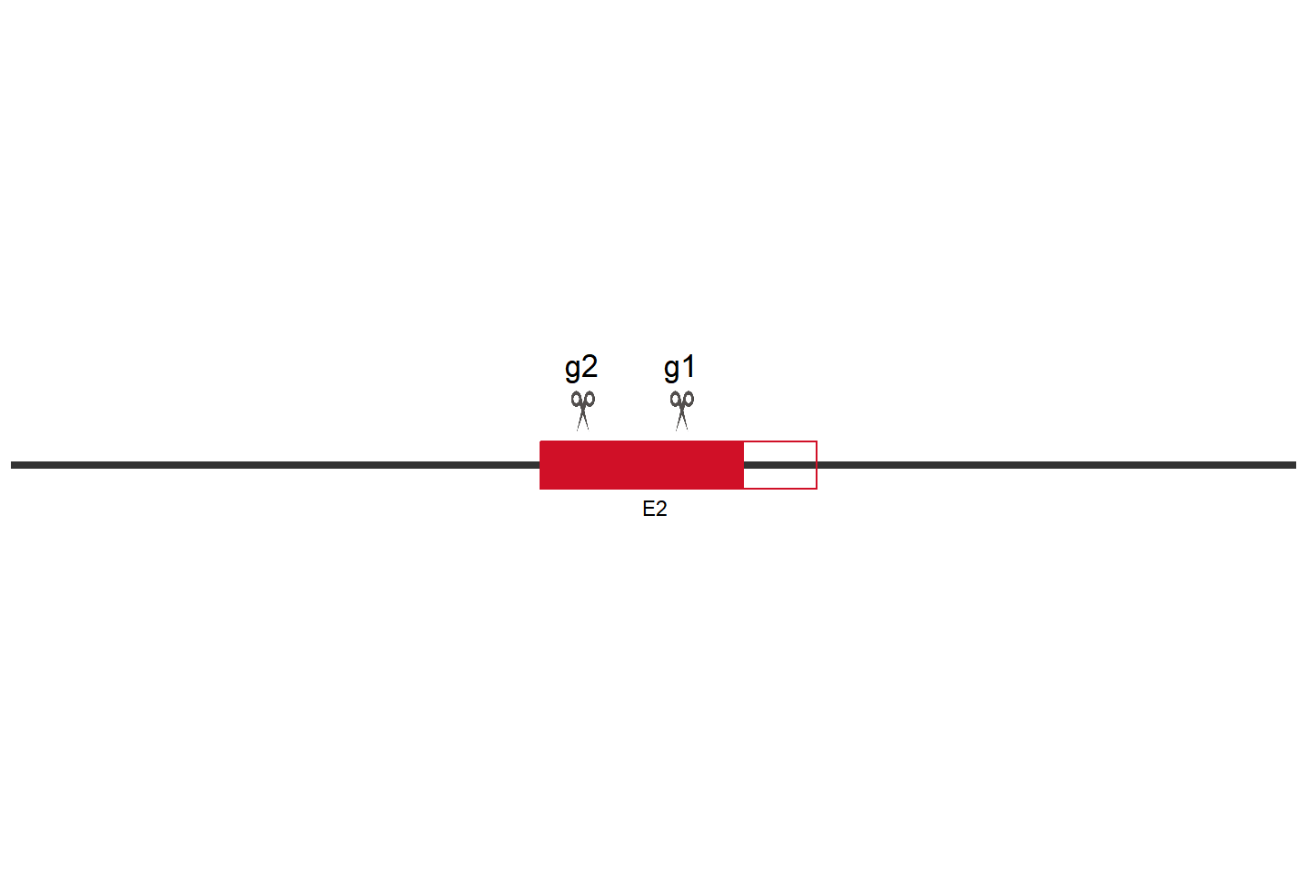 Ano1 Knockout cell line (Raw 264.7) Target region