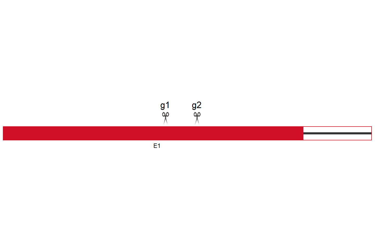 Mzf1 Knockout cell line (Raw 264.7) Target region