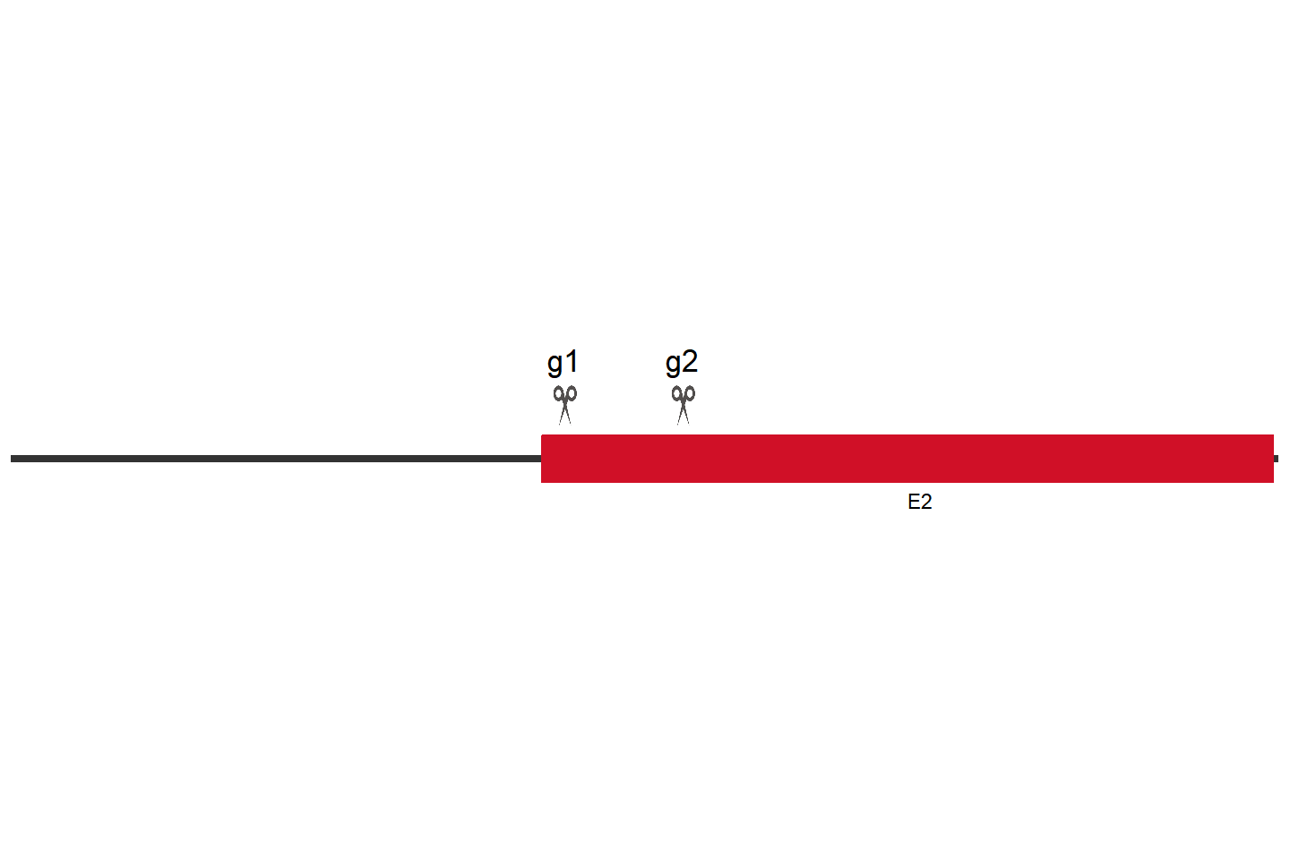 Slc39a7 Knockout cell line (NRK-52E) Target region