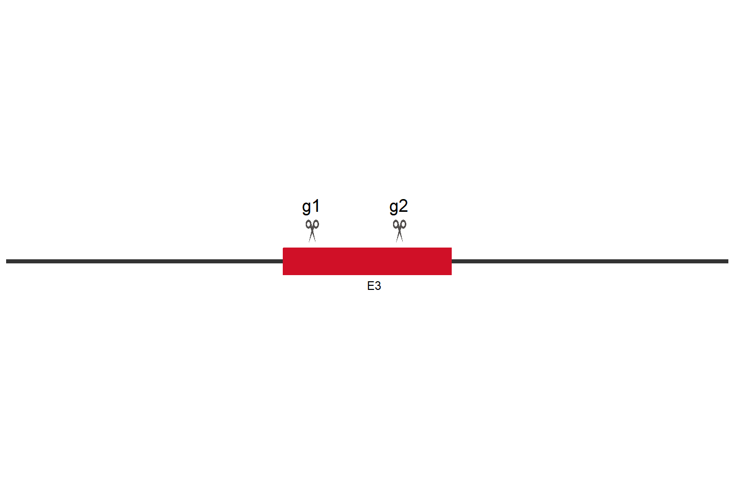 TMEM184B Knockout cell line (COS-1) Target region