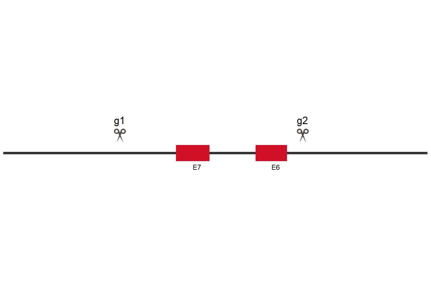 CLN3 Knockout cell line (A549) Target region