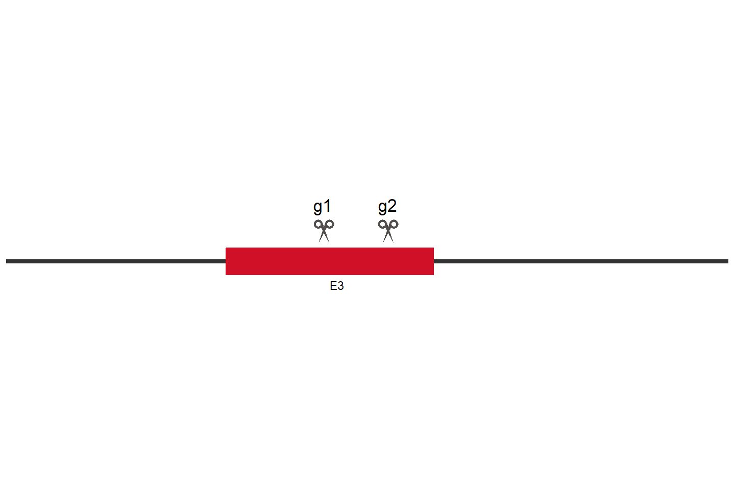 DYRK1A Knockout cell line (HCT 116) Target region