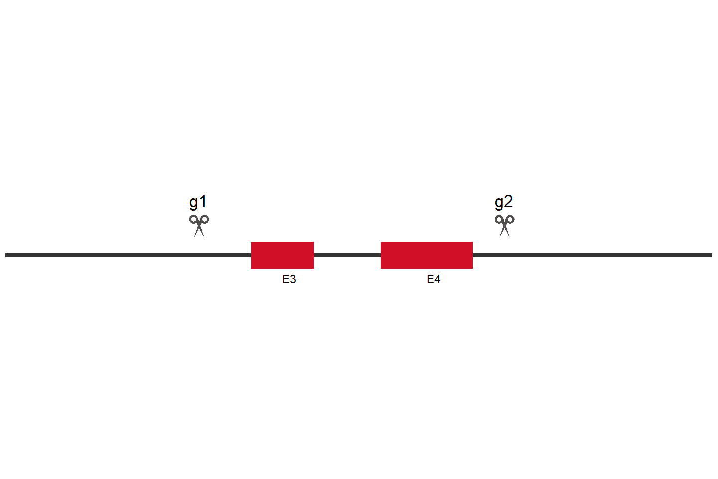 EMP1 Knockout cell line (HEK293) Target region