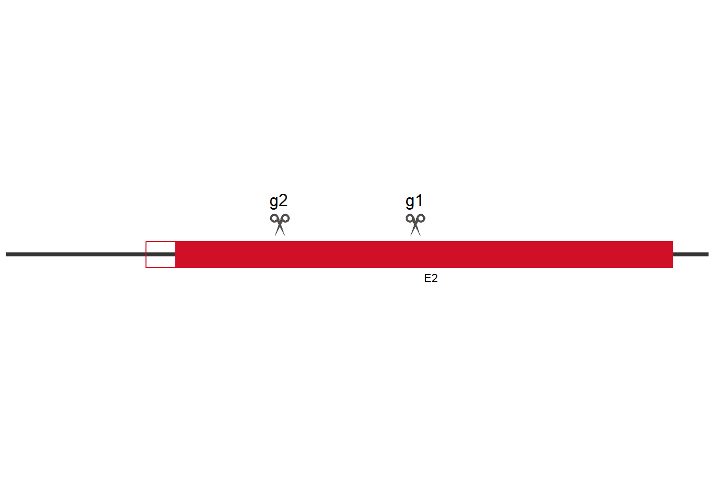 GAA Knockout cell line (HEK293) Target region