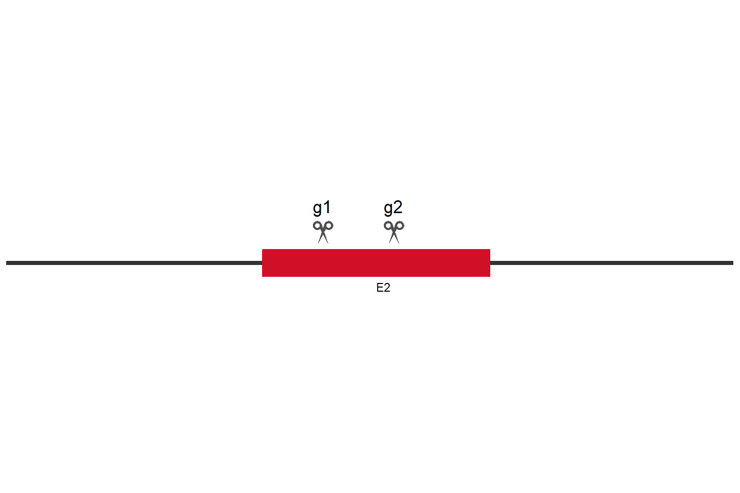 CAPRIN1 Knockout cell line (HEK293) Target region