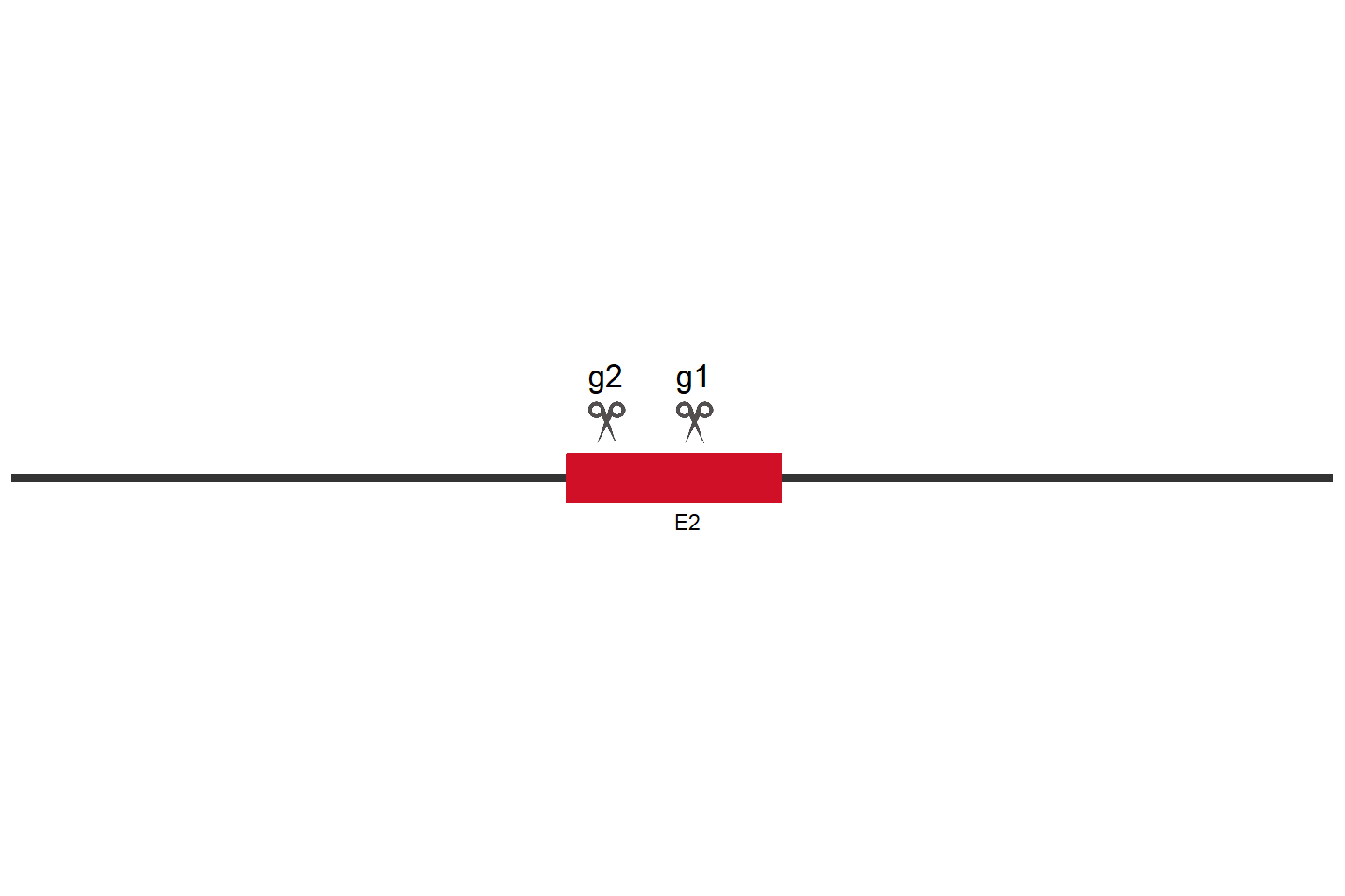 OXCT1 Knockout cell line (A549) Target region