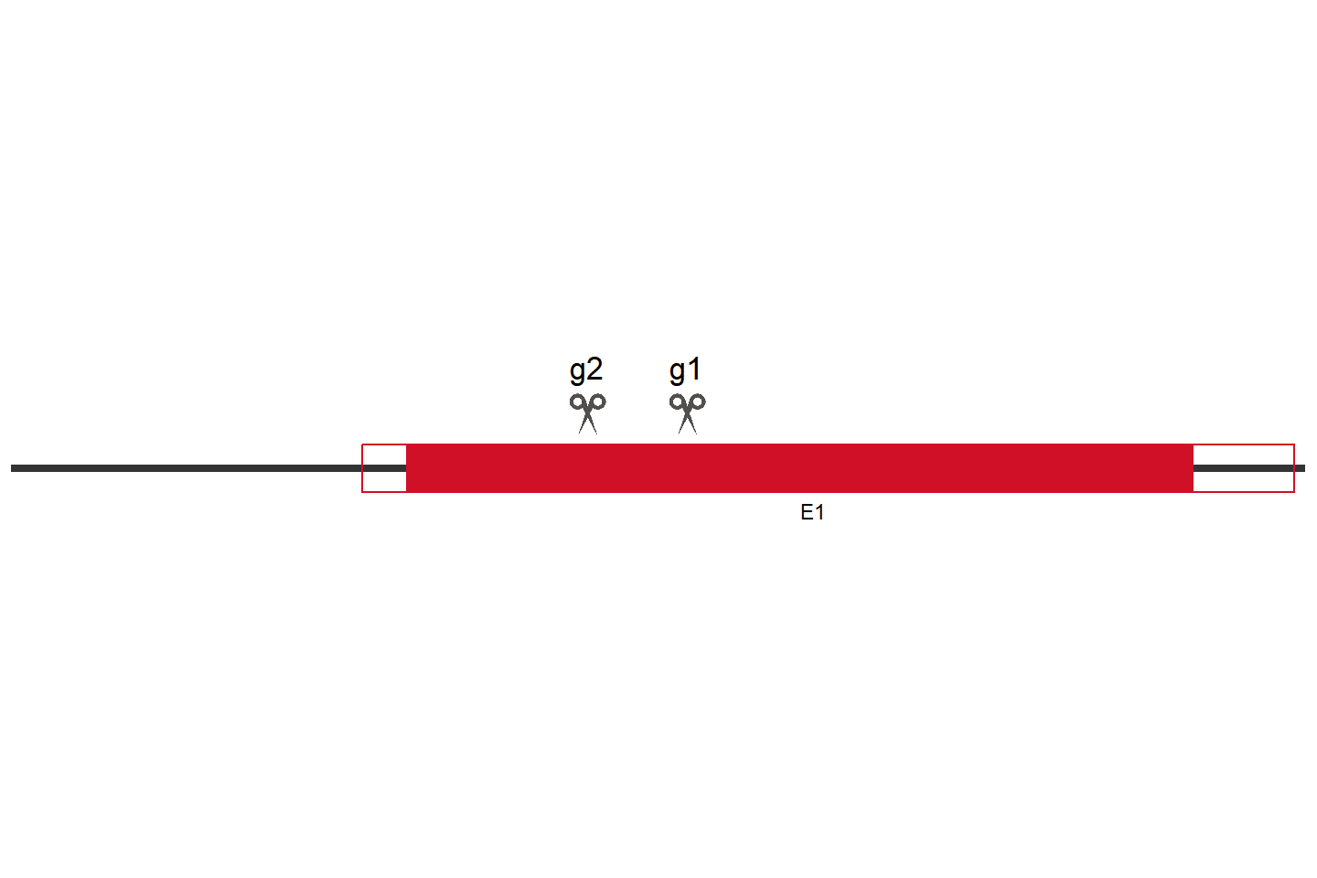 H3C10 Knockout cell line (HeLa) Target region