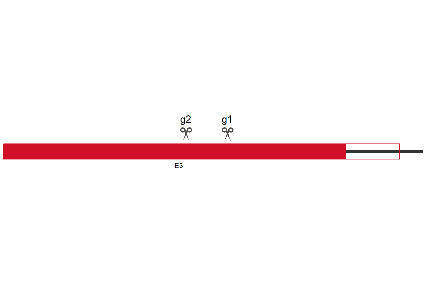 TPST2 Knockout cell line (HEK293) Target region