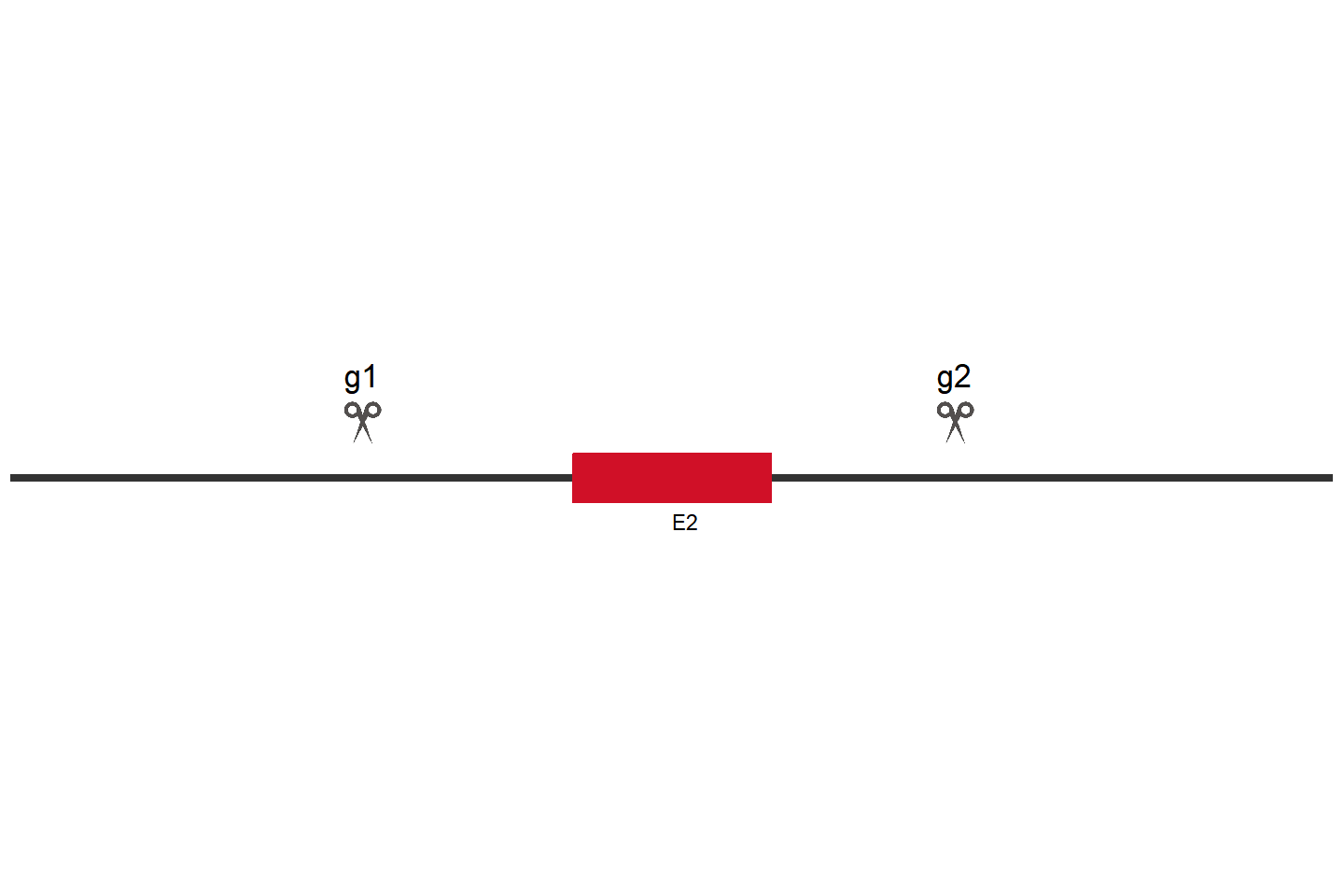 TRIP4 Knockout cell line (A549) Target region