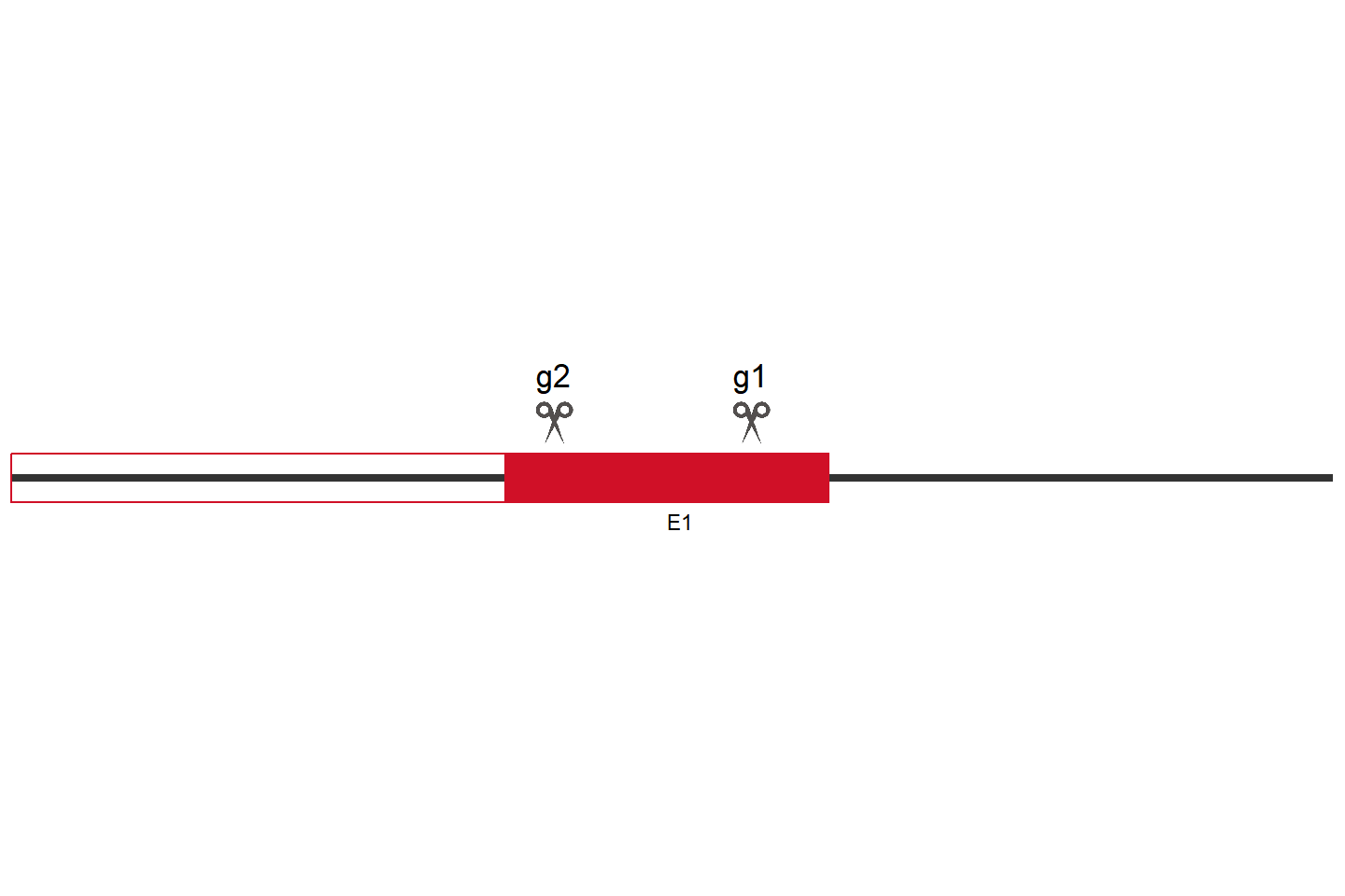 BAG3 Knockout cell line (A549) Target region