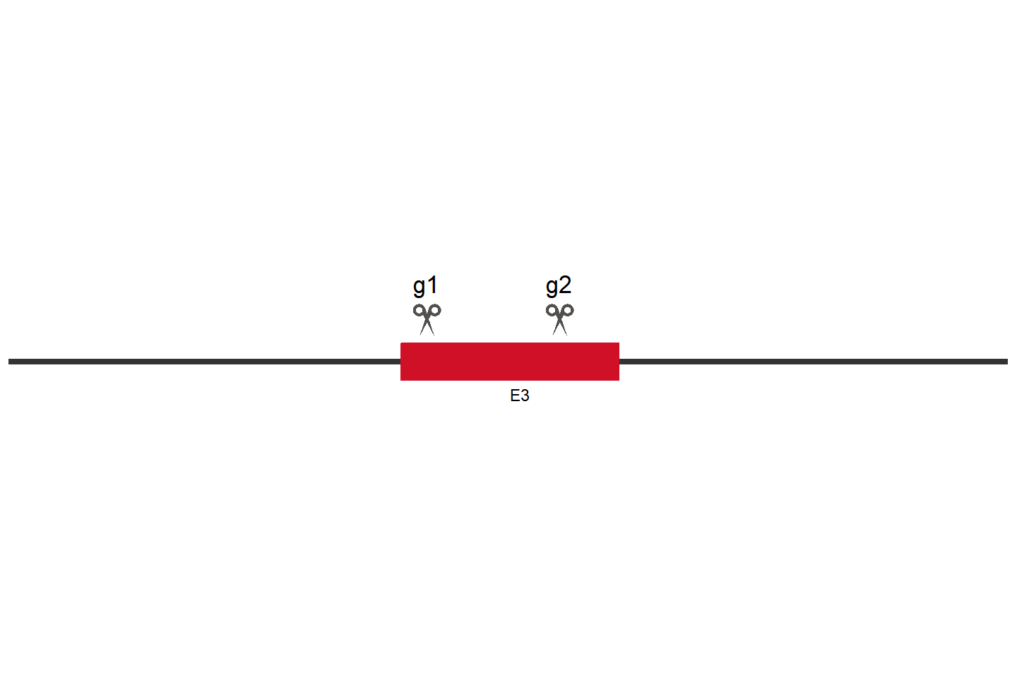 VPS4B Knockout cell line (A549) Target region