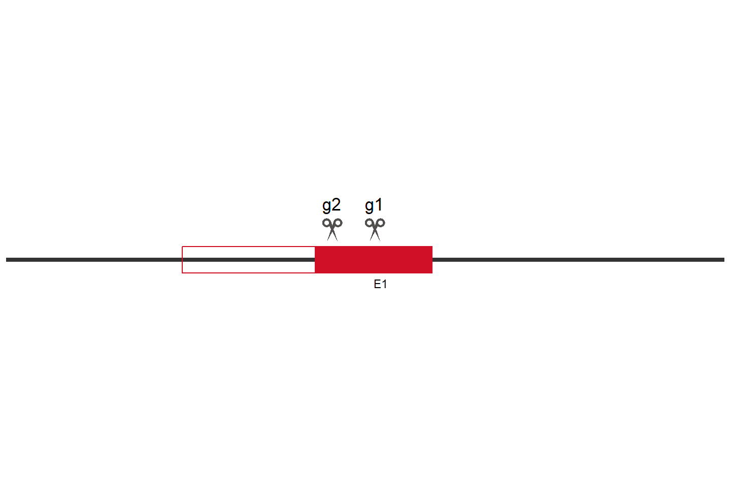 SLC30A9 Knockout cell line (HCT 116) Target region