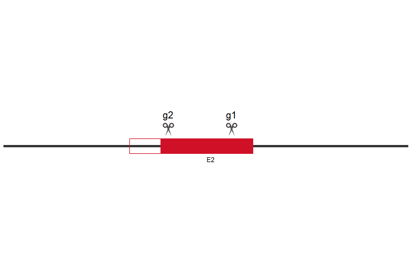 SLC9A6 Knockout cell line (A549) Target region