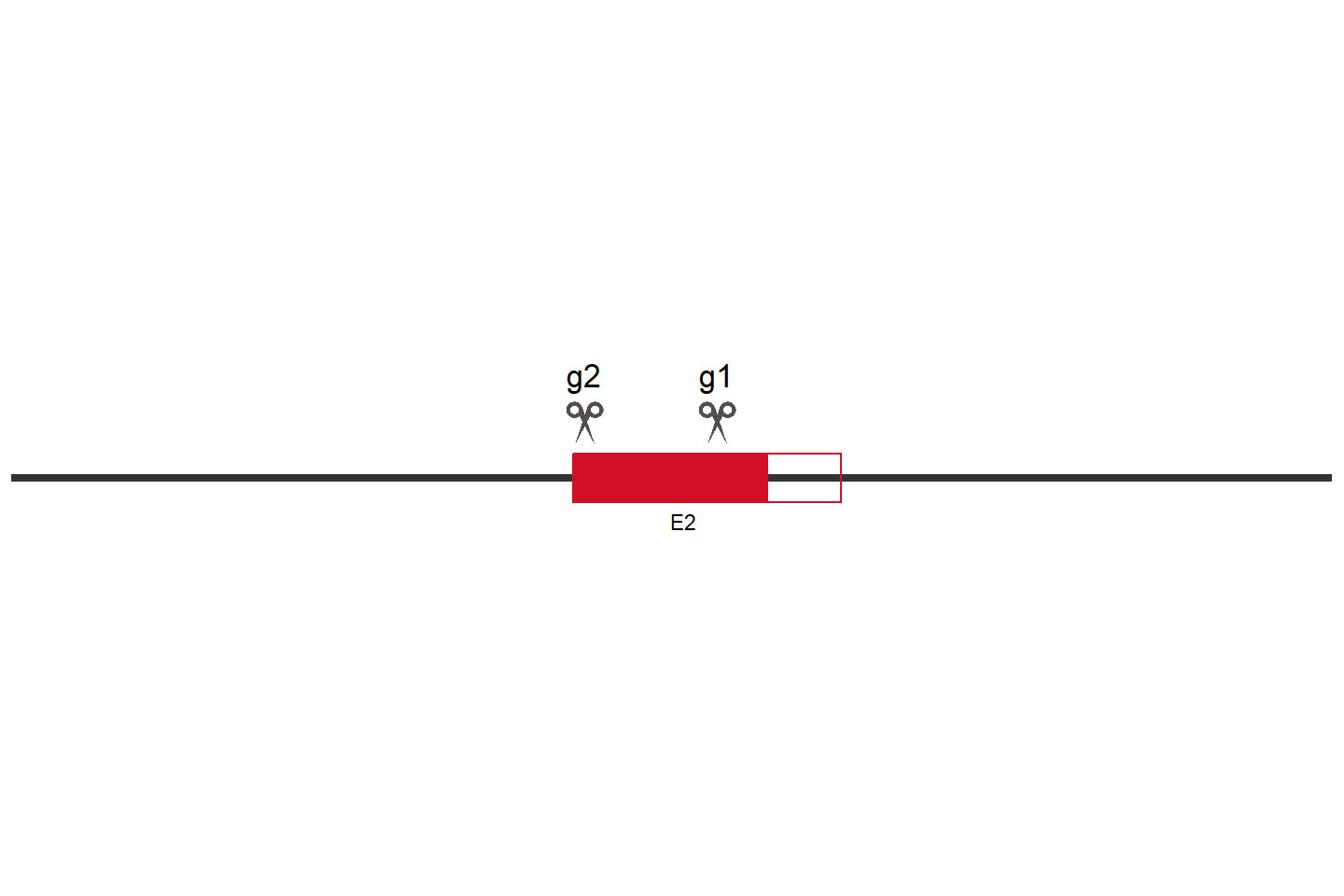 SEMA3C Knockout cell line (HEK293) Target region