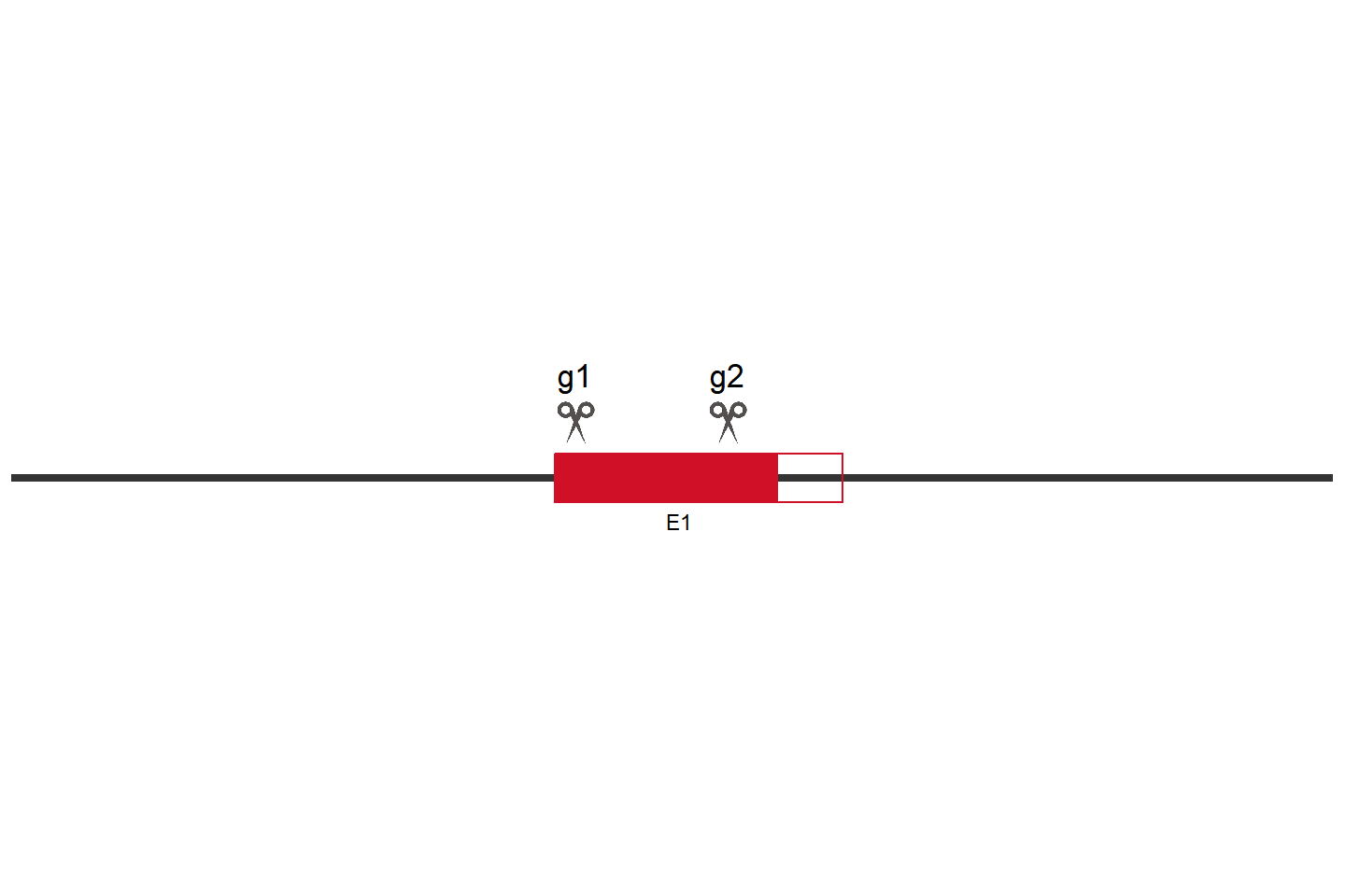 GLMP Knockout cell line (HEK293) Target region