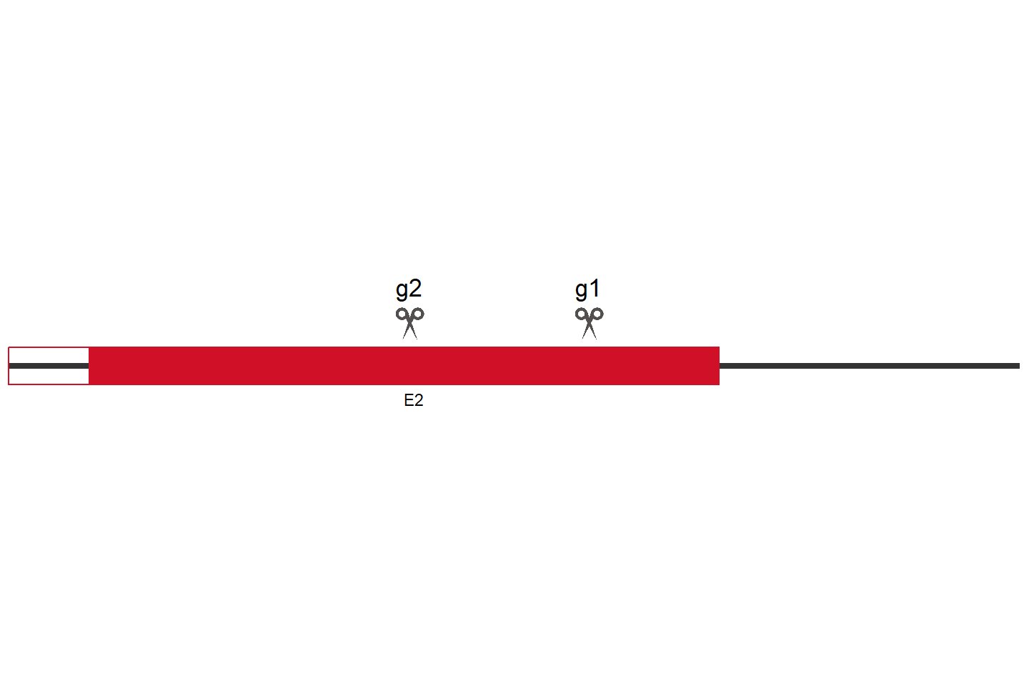 NLGN4Y Knockout cell line (A549) Target region