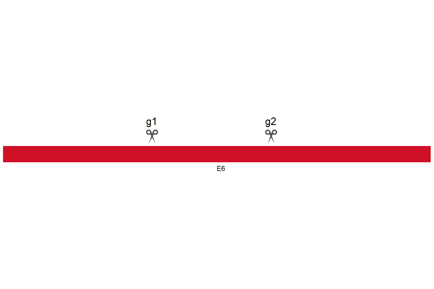 ZNF248 Knockout cell line (HCT 116) Target region