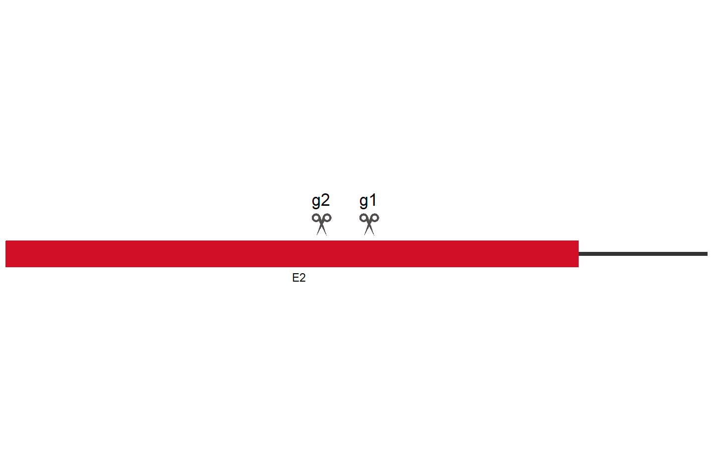 ZC3H3 Knockout cell line (HEK293) Target region