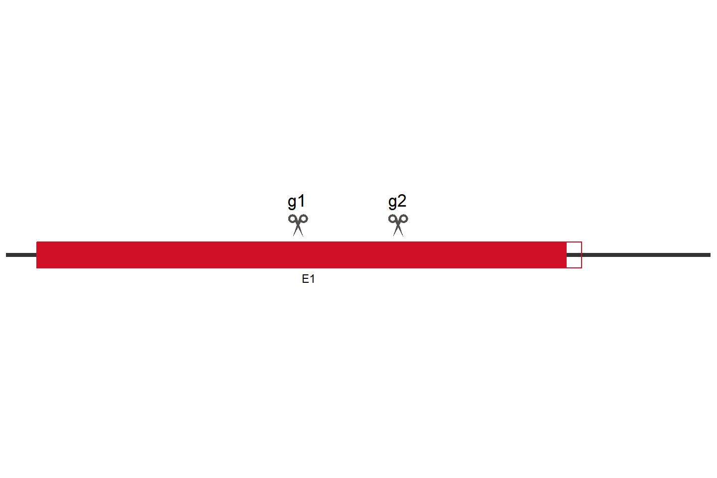 SLC15A4 Knockout cell line (HEK293) Target region