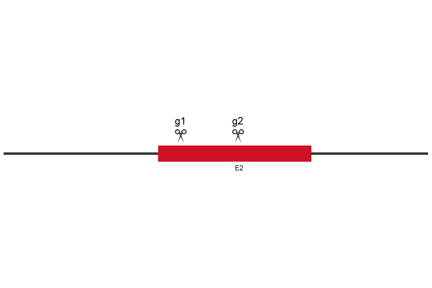 UBR2 Knockout cell line (HEK293) Target region