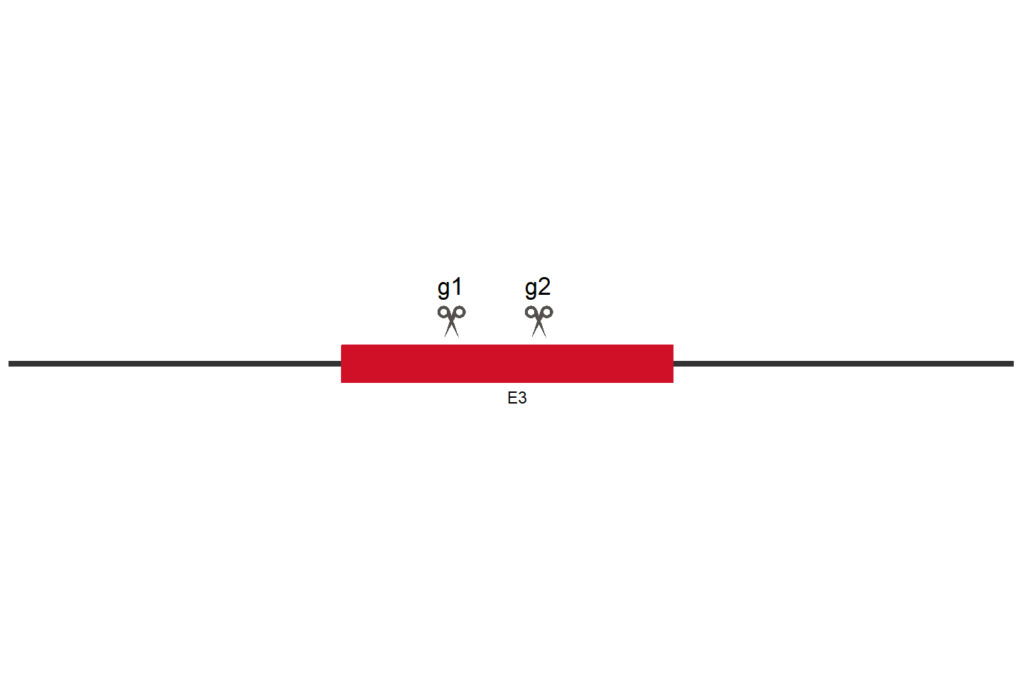 RBFOX2 Knockout cell line (HCT 116) Target region