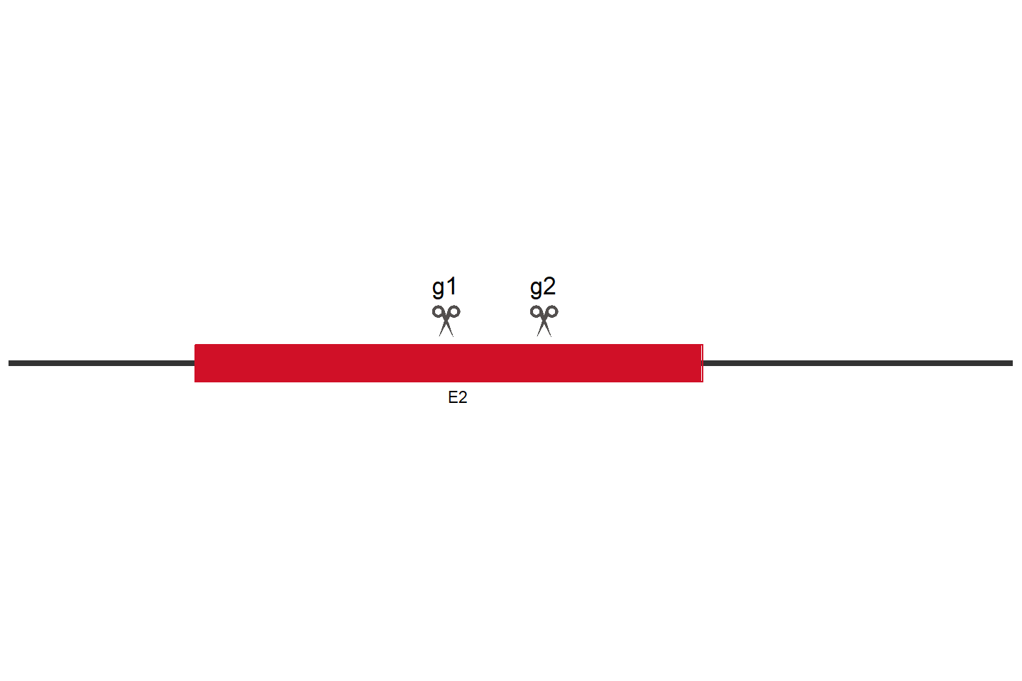 FBXL3 Knockout cell line (HEK293) Target region