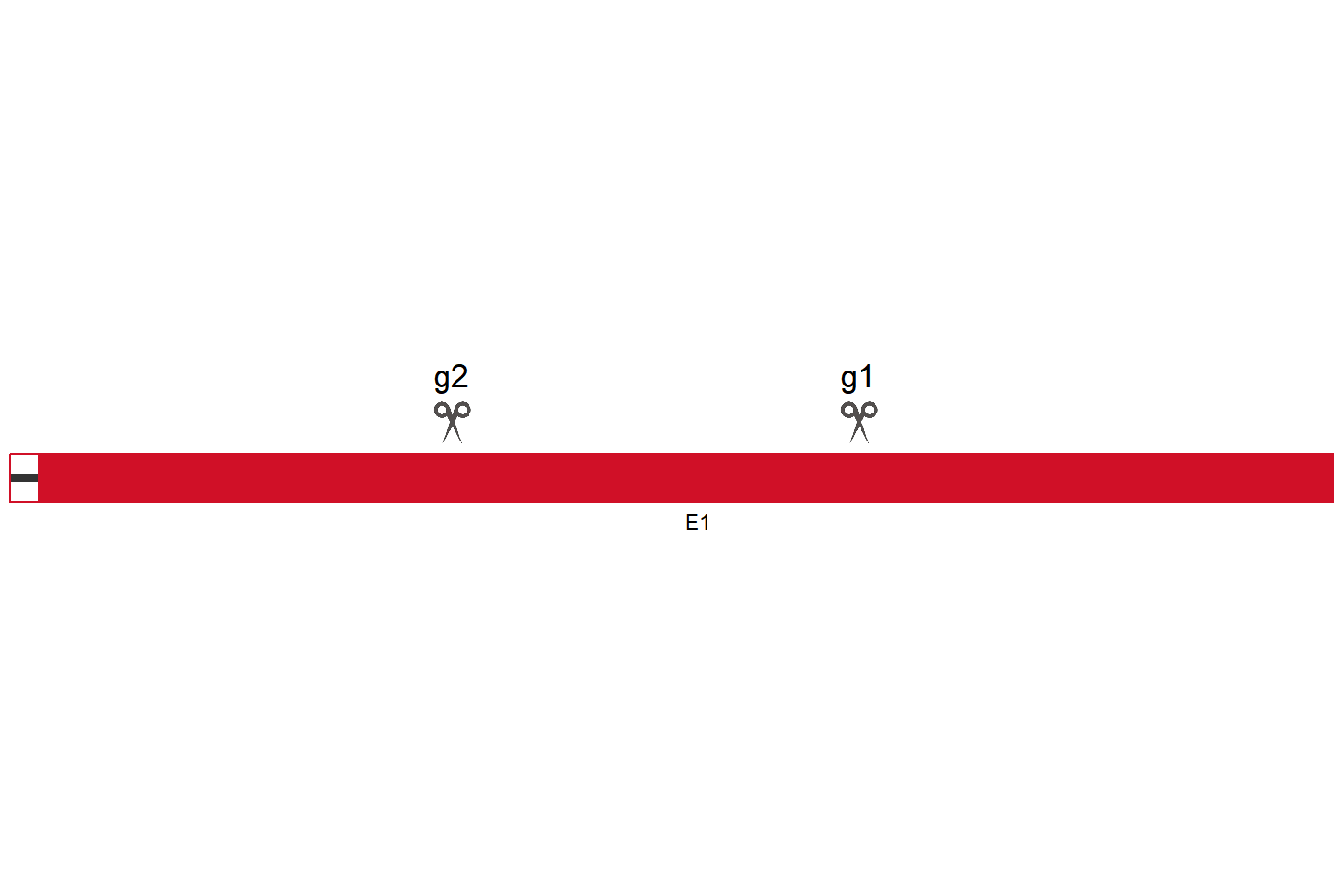 VN1R5 Knockout cell line (HCT 116) Target region