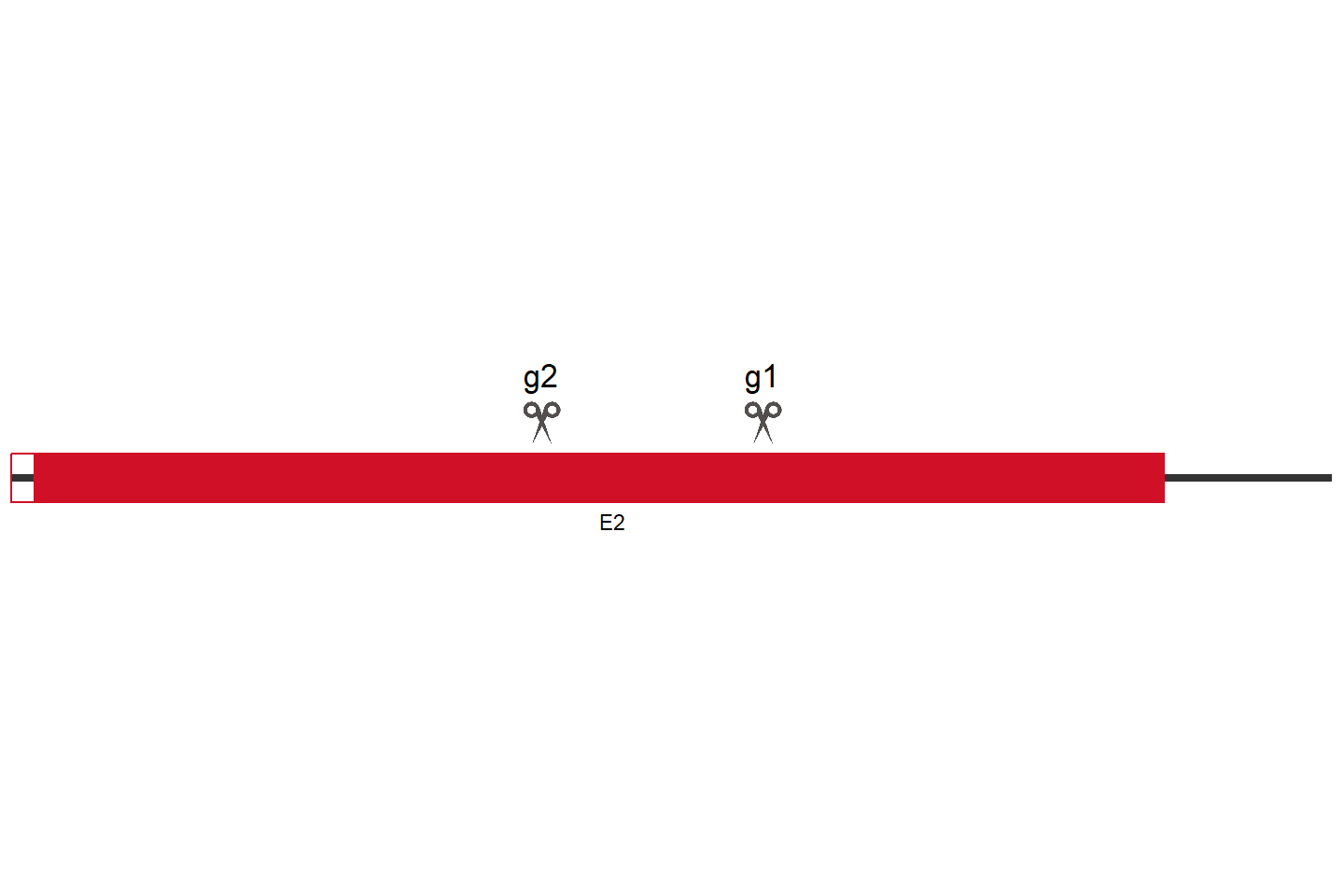 TMEM171 Knockout cell line (HEK293) Target region