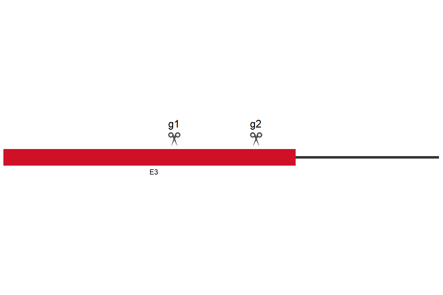 PUS3 Knockout cell line (HCT 116) Target region