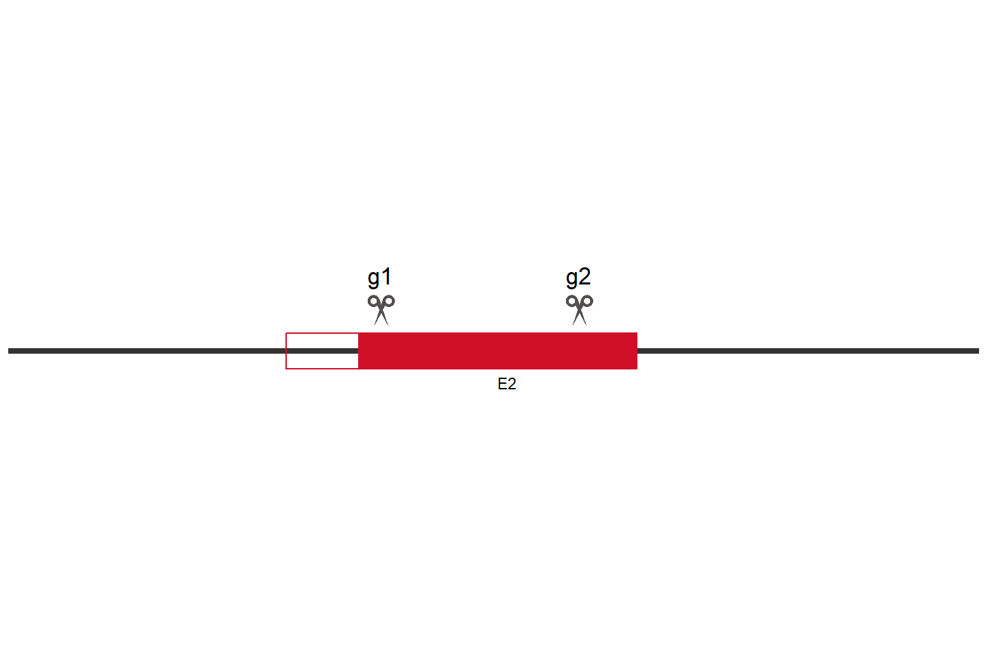 STARD3NL Knockout cell line (HEK293) Target region