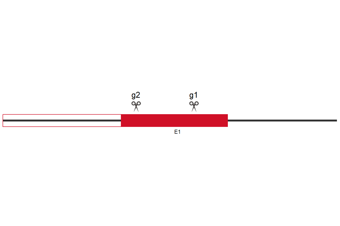 SPNS1 Knockout cell line (A549) Target region