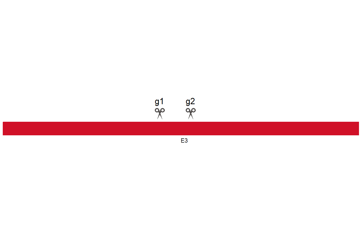 ZNF644 Knockout cell line (HCT 116) Target region