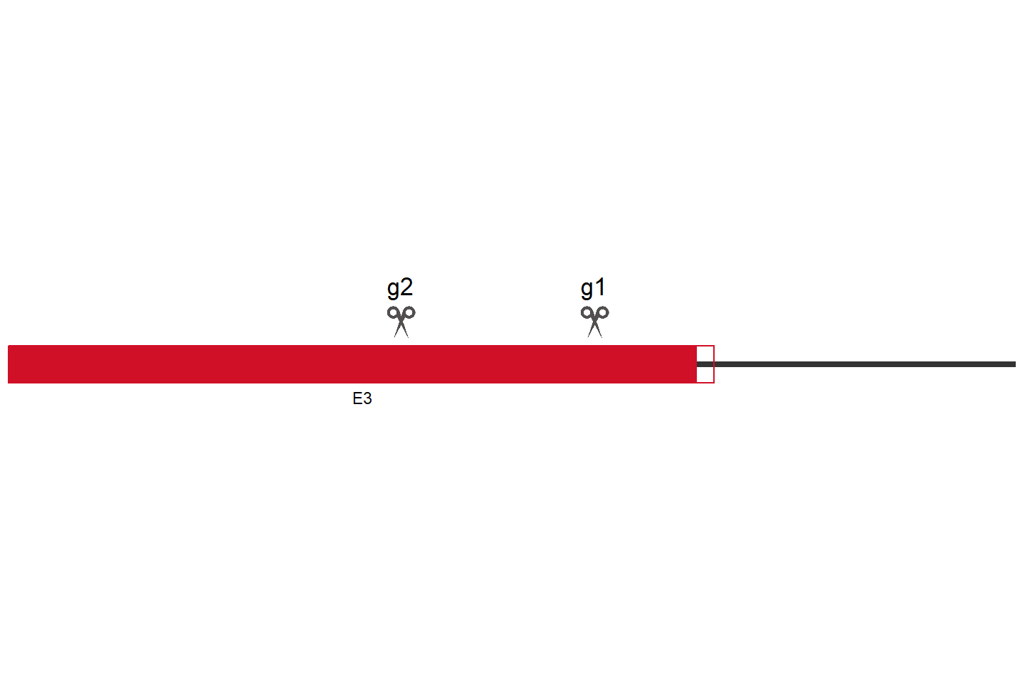 SLFN13 Knockout cell line (HEK293) Target region