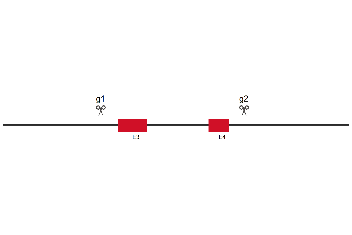 MIDN Knockout cell line (HEK293) Target region