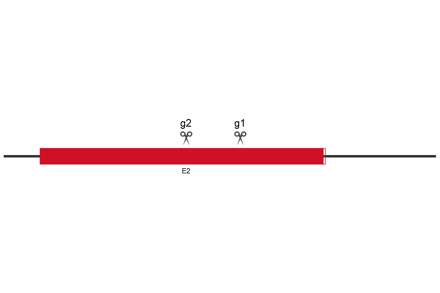 ABHD17B Knockout cell line (HEK293) Target region