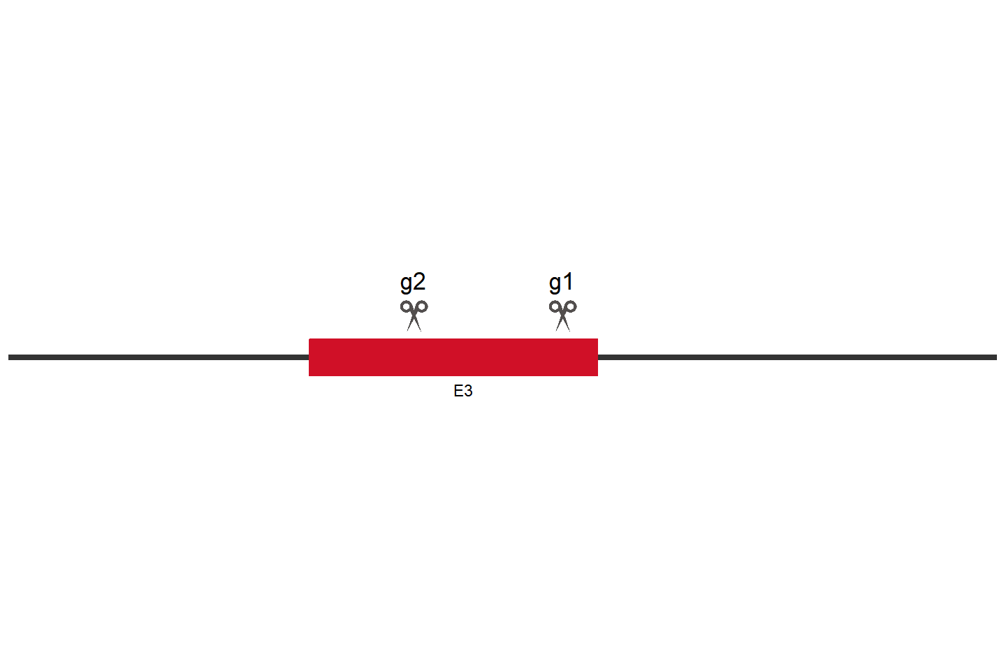 AIFM3 Knockout cell line (A549) Target region