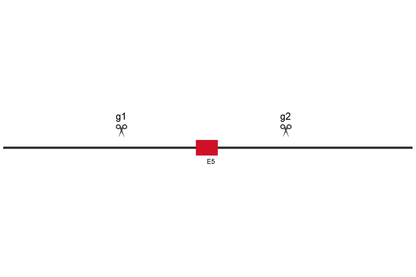 SFXN5 Knockout cell line (HCT 116) Target region